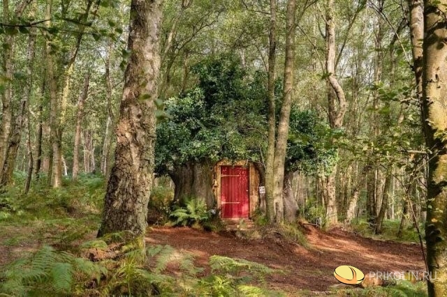 Disney построил настоящий дом Винни-Пуха в английском лесу и в нем есть особые правила
